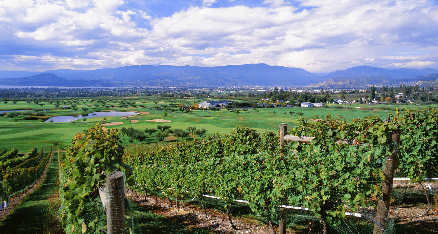 vineyard in the okanagan overlooking the valley. design build.