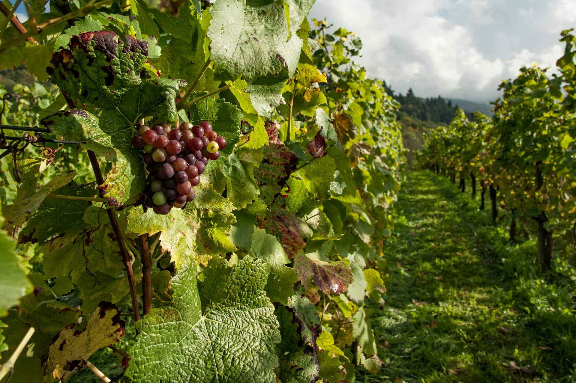 Winery 2 large